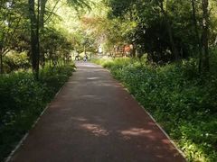 -紫金山山顶公园