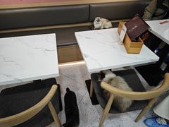 -喵园·猫主题咖啡厅·撸猫·猫咖(国贸店)