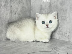 -小猫来了·猫舍(红山六九七九店)