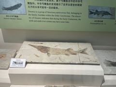 -辽宁古生物博物馆