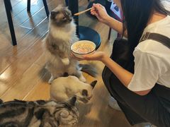 -Cappucimeow猫咪咖啡馆(韦伯时代店)