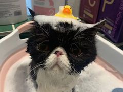 -山宅一喵德文卷毛猫舍