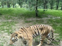 -北京野生动物园