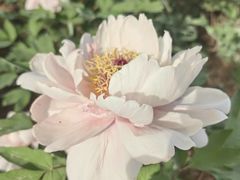 -洛阳市隋唐城遗址植物园