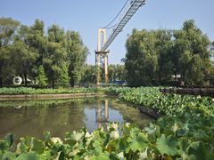 -滕州微山湖红荷湿地景区