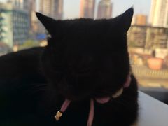 -怪兽屋·羊驼·猫咖·狗咖(俊华广场店)