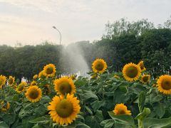 -艾溪湖湿地公园