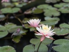 -东莞植物园