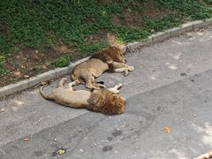 -大连森林动物园