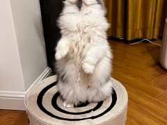 -猫大福·Fortune Cat猫舍(百子湾店)