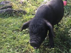 -硗碛藏寨·神木垒景区