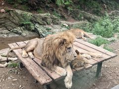 -大连森林动物园