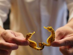 -鳥喜Toriki怀石烧鸟料理