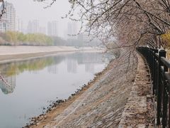 -桃花堤公园