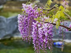 -上海吴淞炮台湾国家湿地公园