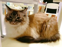 -喵的天空名猫咖啡馆·撸猫·猫舍·用品