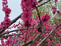 -蔡先生(双阳路店)