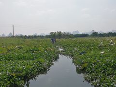 -会仙湿地