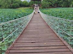 -荷塘月色湿地公园·向阳花洲