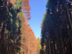 -山王坪喀斯特国家生态公园