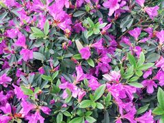 -铁山坪森林公园