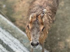 -合肥滨湖国家森林公园