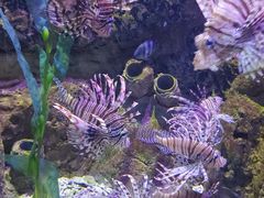 -太平洋海底世界