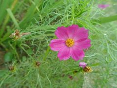 android_upload_pic-广西壮族自治区药用植物园
