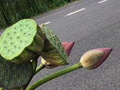 -苏州东山雕花楼宾馆