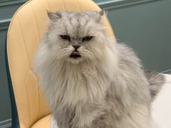 -安格丽娜·狗咖·猫咖羊驼咖(春熙路百盛商场店)