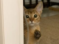 -猫十亿·布偶金渐层·曼基康矮脚猫舍(青年路店)
