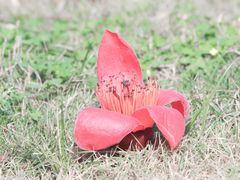-香蜜公园