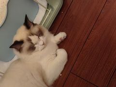-唐小姐の猫狗洗护·购宠旗舰店(周浦万达店)