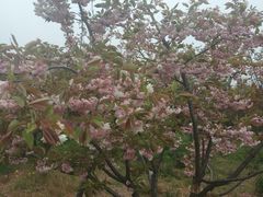 -天王浮山樱花园