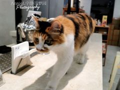 -玫瑰咖啡(中山六路店)