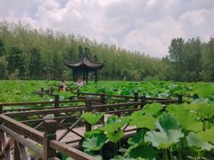 -合肥滨湖国家森林公园