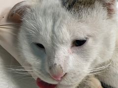 -爱诺耐芙动物医院(万博店)