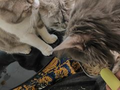 -平行世界·猫咖(首经贸店)