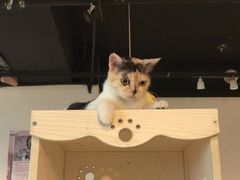-Cappucimeow猫咪咖啡馆(韦伯时代店)