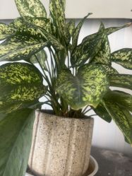 -产后帮产后修复(首城国际店)