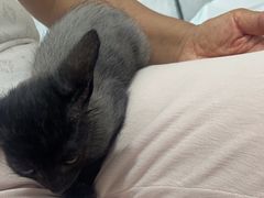 -中农国际动物医院24小时·猫科·骨科·急重症中心