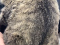 -安安宠医宠物医院·异宠·犬猫内科(岳阳分院)