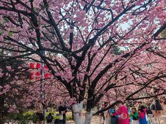 -南山植物园
