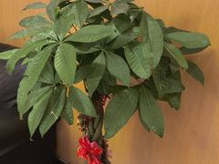 -雅悦齿科(顾村公园店)