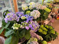 -双季花艺园艺市场(浦东店)