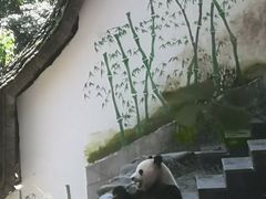 -中国大熊猫保护研究中心雅安碧峰峡基地