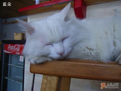 -Babycat私家御饼屋(龙头路一店)