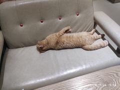 -藏猫猫咖啡主题馆(中央大道店)