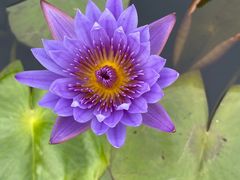 -中国科学院华南植物园