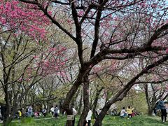 -苏州上方山国家森林公园